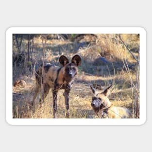 Two African wild dogs in Moremi Game Reserve, Botswana Sticker